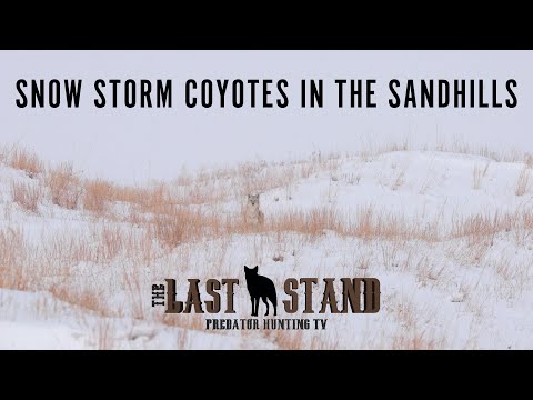 Snow Storm Coyotes in the Sandhills | The Last Stand S3:E2
