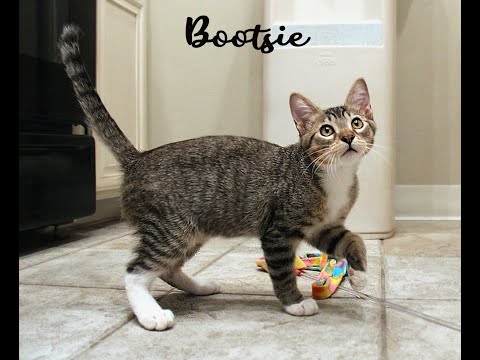 Bootsie, an adopted Domestic Short Hair & Tabby Mix in Sherman Oaks, CA_image-1