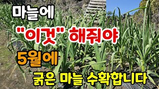 마늘 지금부터 이것 해줘야 잘 자라고 5월에 크고 굵은 마늘 수확 마늘밭에서 해야할일 6가지 #마늘재배