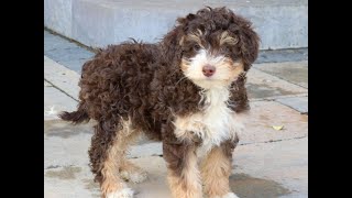 Video preview image #1 Bernedoodle (Miniature) Puppy For Sale in EPHRATA, PA, USA