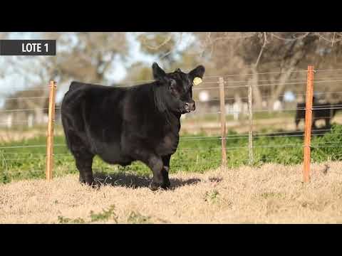 RUBETA 8254 MULATA - LOTE 1 - Remate de Cabaña La Rubeta - Sábado 15-08-20
