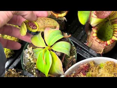 Highland Nepenthes Greenhouse tour may 2025