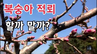 복숭아 적뢰 해야되나 말아야 되나 고민 되시나요?
