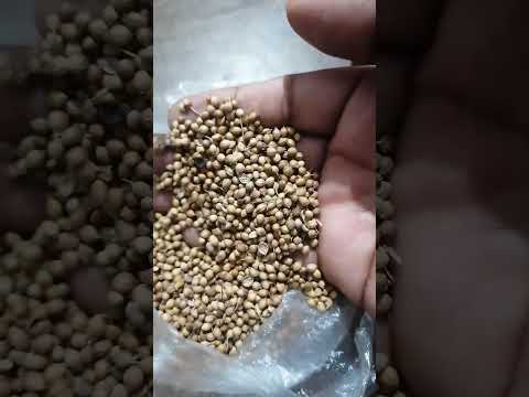 Natural green coriander seed, form: seeds, 50 gm