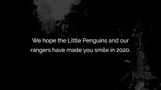 Little Penguins Philip Island