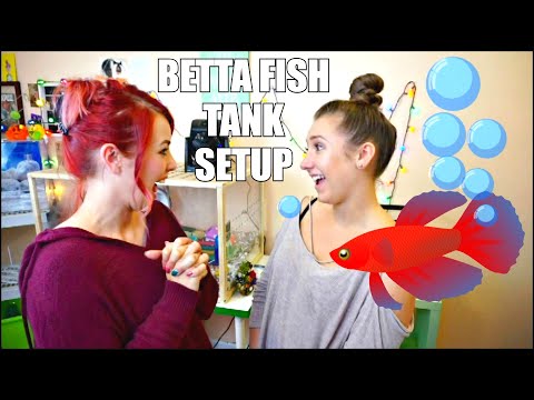 SETTING UP MY NEW BETTA FISH TANK! 
