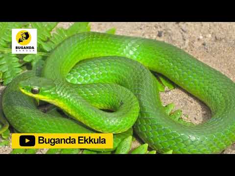 Okuloota omusota ogwakilagala - Ebirooto Namakulu Gaabyo - Buganda Ekkula