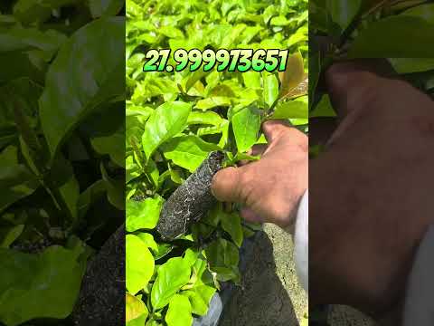 #estou esperando você encomendar suas mudas de café