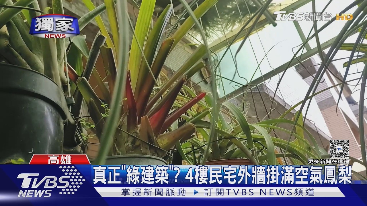 獨家影音/真正「綠建築」? 4樓民宅掛滿空氣鳳梨 不用土壤就能活