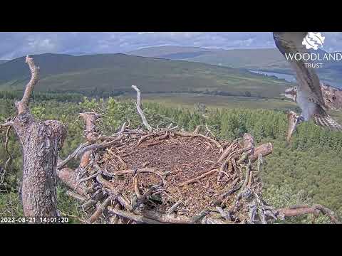 Milestone for Sarafina the Loch Arkaig Osprey chick: flies with fish for the first time 21 Aug 2022