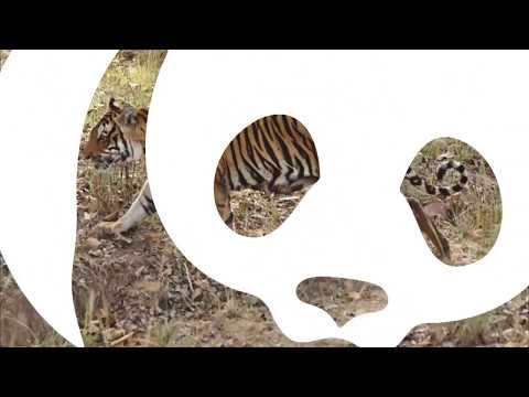 Rapport från tigerlandet Indien