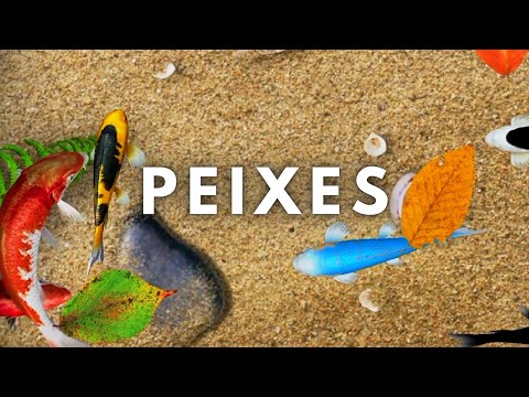 Jogos para gatos - PEIXES🐠