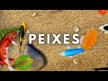 Jogos Para Gatos PEIXES