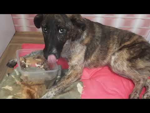 Elahe چهاردقیقه با #الهه_خانوم به صرف شام 😄🍲