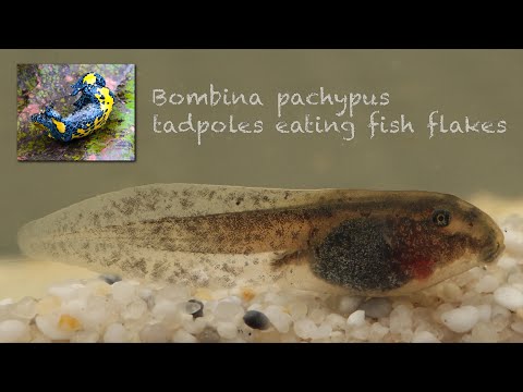 Apennine Yellow-bellied Toad ( Bombina pachypus ) - Tadpoles eating fish flakes - Gelbbauchunke
