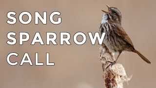 Song Sparrow Calls and Songs (2024) - Have you heard this bird before?