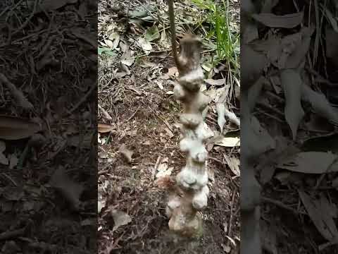 Cây tiền tỷ nè mọi người