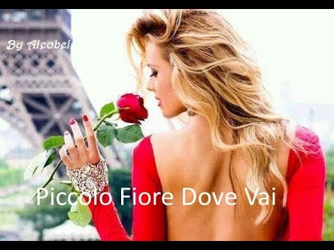 Piccolo Fiore Dove Vai 💗  I Teppisti dei Sogni  ~ Testo