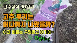 고추농사 고추정식30일째 고추나무 뿌리는 어디까지 자랐을까요 2차 추비부터 골에 뿌려주시면 간단해요