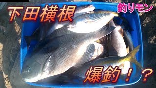 #1【下田横根】横根カゴ釣り大爆釣！釣りモン日記！
