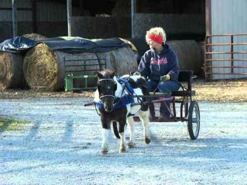 Daisey - Black and White Miniature Broke to Ride and Drive