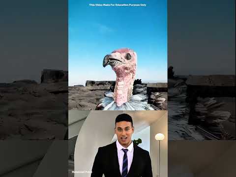 "🤨 Vultures Apne Aap Ko Laal Rang Kyun Karte Hain? | Amazing Animal Facts"