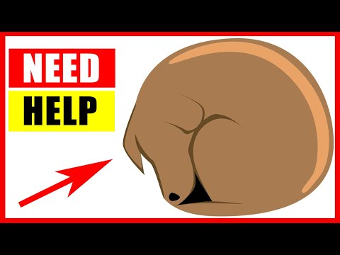 YouTube video about: When my dog barks it hurts him?