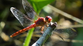 Where in the World do Dragonflies Live? with Entomologist Jessica Ware