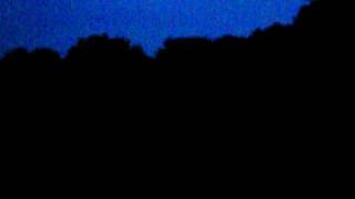 Lighting bugs & frogs