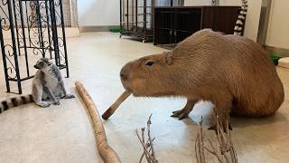 【癒し】アニタッチみなとみらいで動物たちとふれあい！ | Anitouch Yokohama Animal Experience