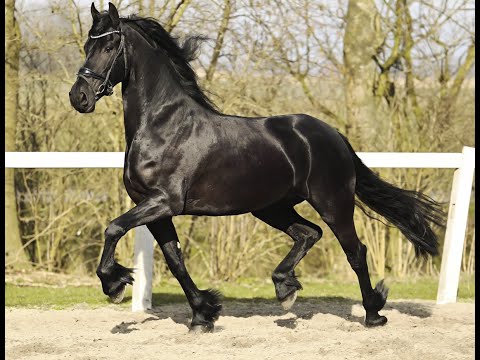 Stal Okkema's Nynke - Ulbe x Haitse - Mare - 2020 - 1.65m
