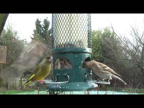 Greenfinch bird 🐦❤️ #short