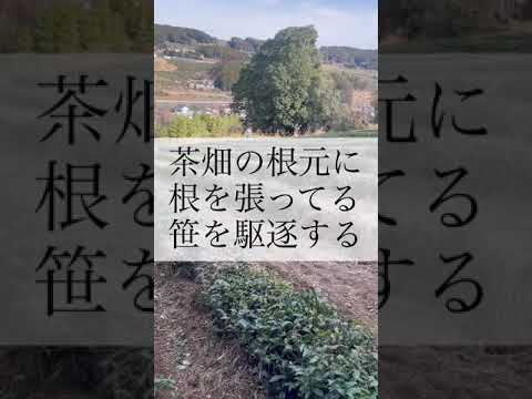 庭の小さな木立: 侵入しすぎた竹の根を取り除くにはどうすればよいですか?  庭園