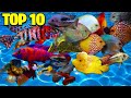 TOP 10 MOST BEAUTIFUL COLORFUL FISH FOR FRESHWATER AQUARIUMS