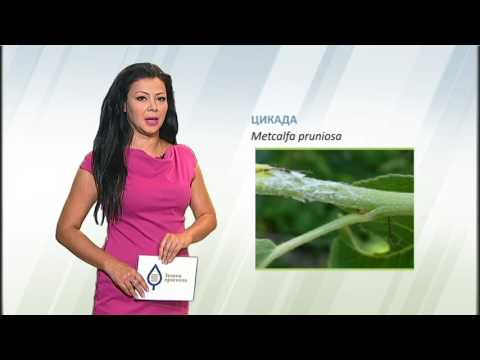 Zelena prognoza, 10.7.2017. - O cikadi Metcalfa pruniosa