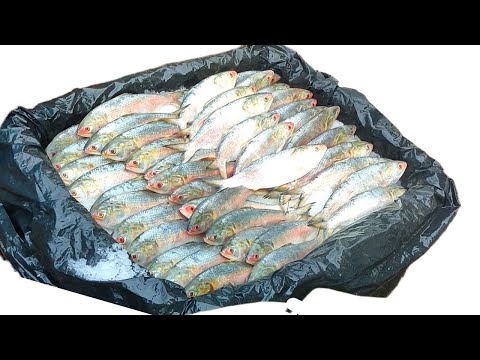 Fish Preservation Technique In The Biggest Wholesale Fish Market.