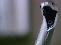 Venom 1981 TV Spot 1