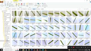 Identification of Paddy Plant Disease Using Deep Learning Techniques in Python