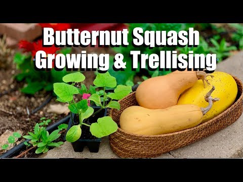 Butternut Squash Growing Tips and 4 Ways to Trellis It