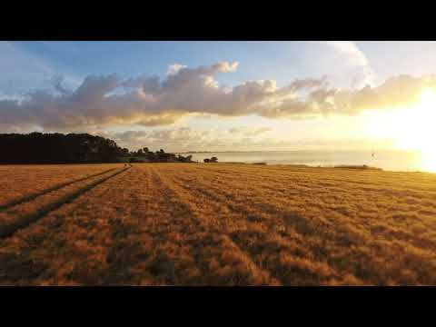 Drone Flight over a Wheat Field at Sunrise 4K ¦ Free Drone Footage