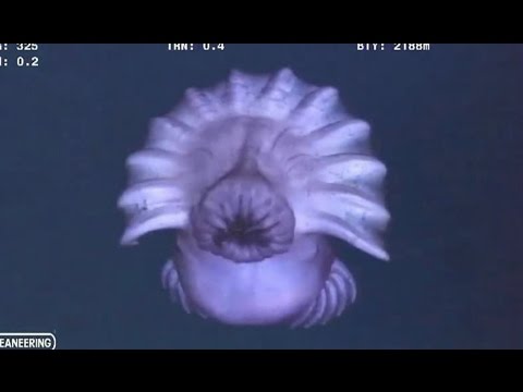 5 Unknown Deep Sea Creature Caught On Tape Real Video (No Photo) Video