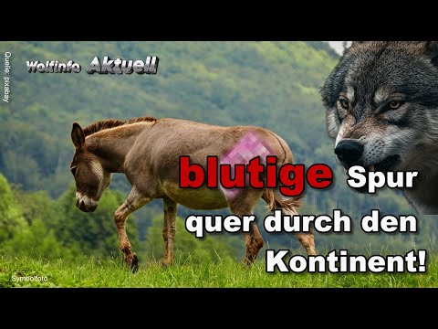 Europas Esel unter Wolfs-Attacke – eine blutige Spur quer durch den Kontinent!