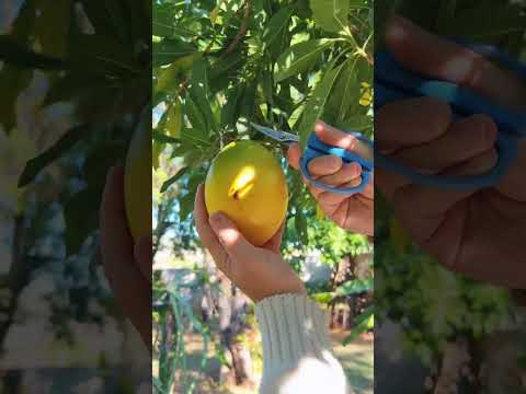 RARE FRUIT OF BRAZIL: ABIU TICUNA - Brazilian Habitat #abiu #fruits #plants