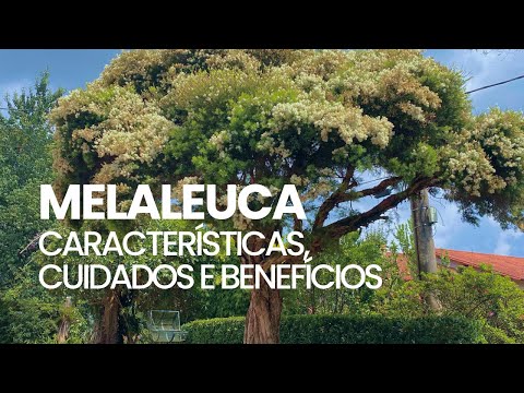 , title : 'Melaleuca - Características, cuidados e benefícios'