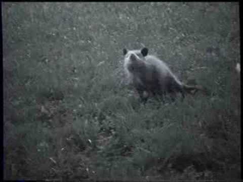 video moment: crazy possum – write from karen