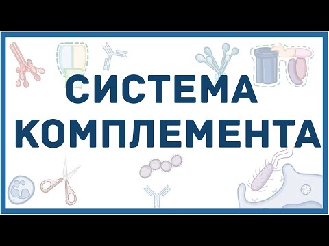 Система комплемента - механизм, составные белки, пути активации