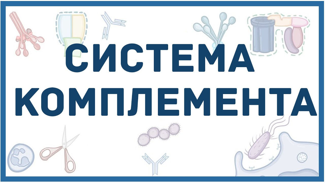 Система комплемента - механизм, составные белки, пути активации