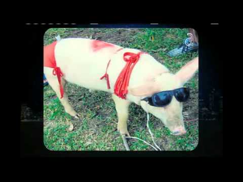 El Guajiro de El Happy Hour - América TeVé