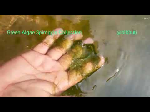 Green Algae Spirogyra Collection