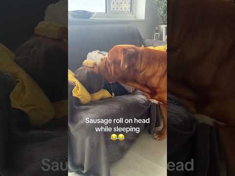 Funny and cute dogs compilation#funnydogs#cute#doglover#doglife#cure#dogshorts#pet#doglife